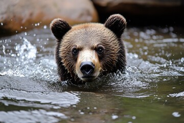 Obraz premium Realistic shot of a bear fishing in a river, capturing water splashes and the bearâ€™s intense focus