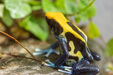 The dyeing poison dart frog (Dendrobates tinctorius),