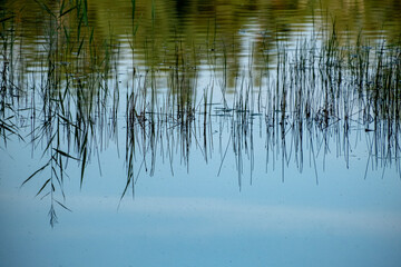 calm pond water with some aquatic grass and reflection of green forest