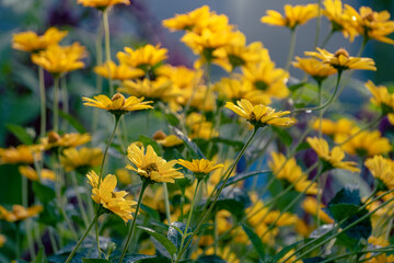 Sunflower Heliopsis (Heliopsis helianthoides) genus of annual and perennial herbaceous plants of Astrov family. Beautiful blooming yellow flowers