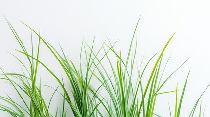 Obraz premium Long blades of green grass against a white background