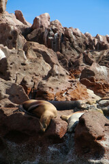 Lobo Marino tomando el sol en la Isla de el Espíritu Santo en México