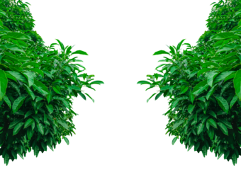 green leaves border, green leaves frame, two green plants frame on a transparent background, green plants bush mockup on a png background, green leaves frame background, 