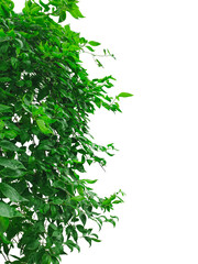 green leaves border, green leaves on a tree bush frame png, green Basil bush plants on a...