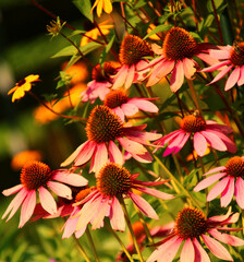 Echinacea angustifolia   sonnenhut  heilpflanze