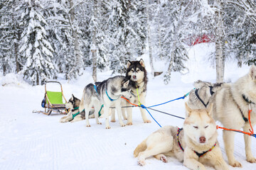 husky dogs in a sled, winter entertainment