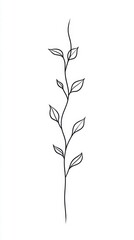 Obraz premium Stylized vine with leaves, black line drawing on white isolate background.