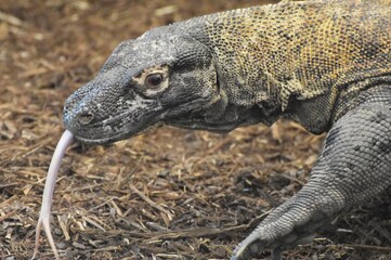 Komodo Dragon (Varanus komodoensis), a large, venomous reptile native to Asia.