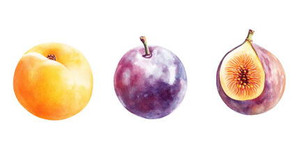 Watercolor Illustration of Peach, Plum and Fig, fruit, watercolor