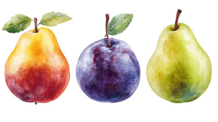 Watercolor Illustration of Red Pear, Plum and Green Pear, fruit , illustration