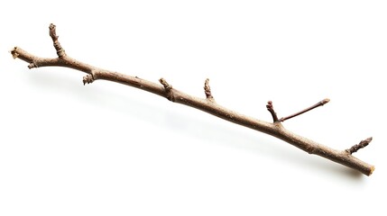 Brown Branch with Buds