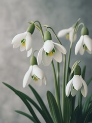 Elegant Nature: Vintage White Bulb Flowers on Grey Background