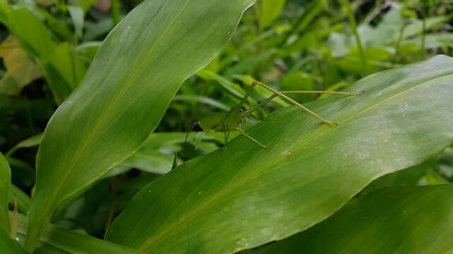 Aesthetic 4k footage, phaneroptera falcata resting on green leaves. Perfect for documentaries in tropical rainforests and World Wildlife Conservation Day on December 4th. 