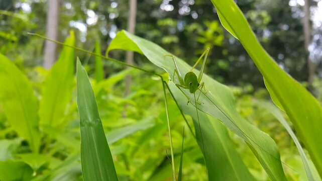 Aesthetic footage of phaneroptera falcata resting on a green leaf. 4K footage shot in the mountain.