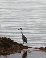 Grey Heron sitting by the water