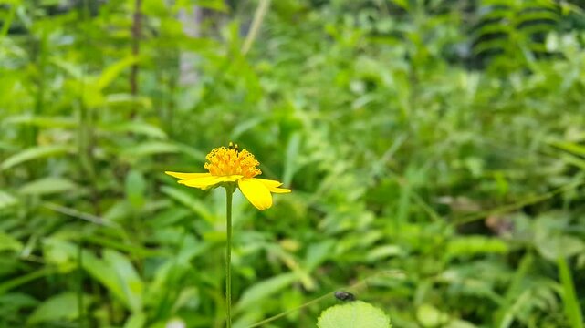 Aesthetic footage of yellow flower (wedelia biflora). 4K footage shot in a tropical rainforest. World Environment Day tanggal 5 juni.
World Nature Conservation Day pada tanggal 28 Juli.