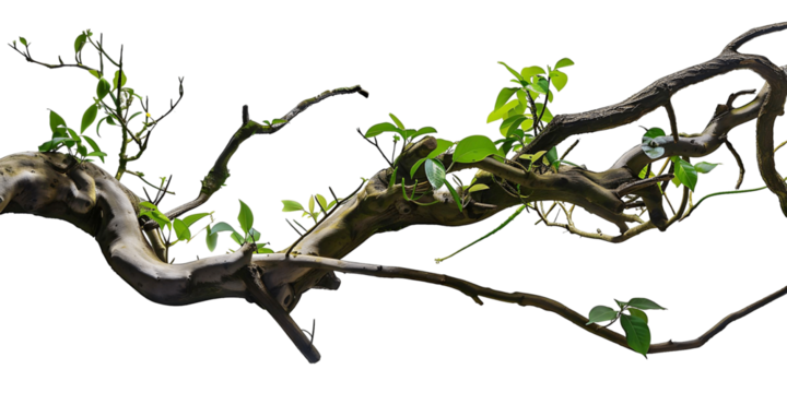 Realistic Jungle Branch with Plant on Transparent Background