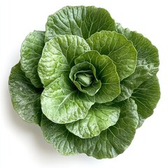 Green Cabbage Head