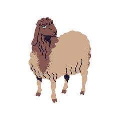 Cute sheep graze on pasture. Funny lamb, livestock is on ranch. Farm animal stands on field. Farming pet, happy country habitant. Homestead fauna. Flat isolated vector illustration on white background