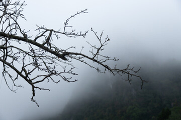 Tree branch without leaves against fog, very atmospheric