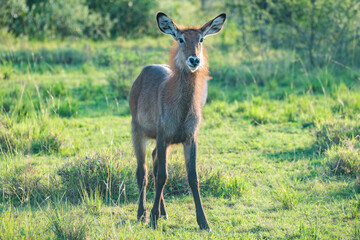 Common waterbuck with impressive horns Queen Elizabeth Park, Uganda