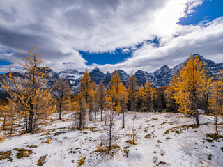 Colorful Fall Larch Valley Banff National Park Ten Peaks Panorama