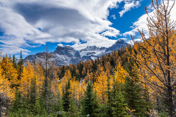 Colorful Fall Larch Valley Banff National Park Ten Peaks Panorama