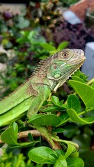 iguana on a tree