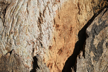 Eucalyptus tree bark texture, Bark of eucalyptus tree, seamless texture, a eucalyptus tree bark texture background image