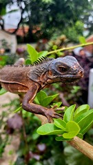 lizard on a tree