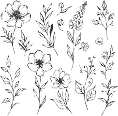 handdrawn floral vector  illustration isolated on a white background