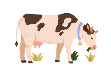 Milk cow grazing in pasture. Farm dairy animal with bell, standing in countryside, eating grass, feeding. Country cattle, livestock, rural scene. Flat vector illustration isolated on white background