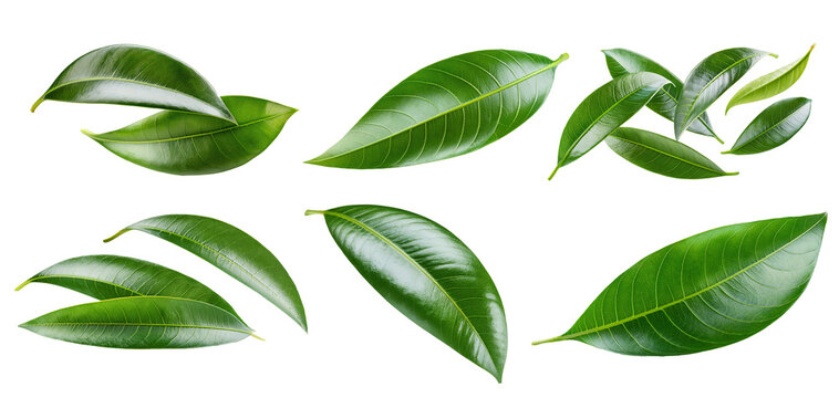 Green mango leaves isolated from background