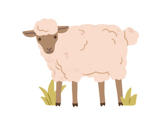 Cute sheep. Fluffy woolly farm animal in countryside. Lovely adorable ewe standing, domestic country village fauna. Rural flat graphic vector illustration isolated on white background