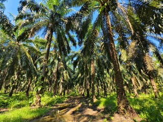 Obraz premium oil palm plantation in the morning