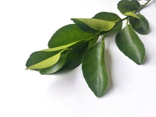 Fresh lime leaves isolated on white background with high angle view setup 