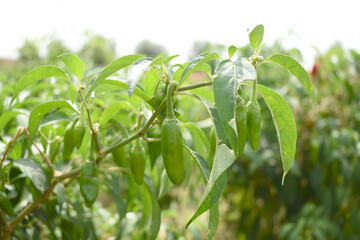 fresh green chili on plant closeup, chili plants in organic farming, Chilies closeup in field, Green chili plant in a farmer's field, Ripe green chili on a plant in Chakwal, Punjab, Pakistan