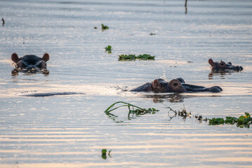 A group of hippos swimming, Queen Elizabeth National Park, Uganda