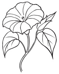 Botanical Line Art Morning Glory Flower Vector