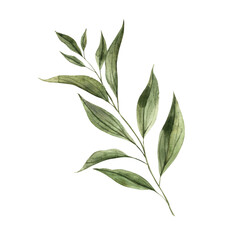 Realistic green ruscus plant, for bouquets and compositions. Watercolor hand-drawn illustration on isolated background. Botanical illustration for invitations, cards, weddings and holidays