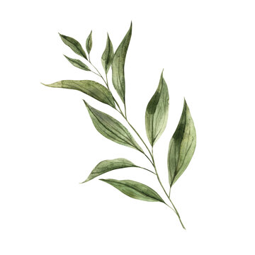Realistic green ruscus plant, for bouquets and compositions. Watercolor hand-drawn illustration on isolated background. Botanical illustration for invitations, cards, weddings and holidays