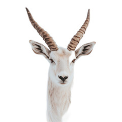 Fototapeta premium Majestic Antelope Portrait with Horns