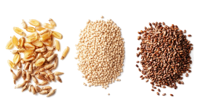 Collection of Malt Grains Arranged on a Transparent Background Generative AI