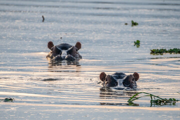 A group of hippos swimming, Queen Elizabeth National Park, Uganda