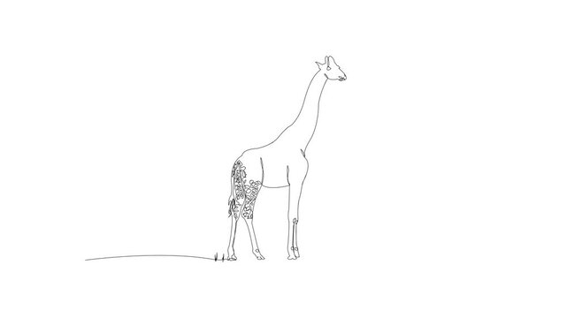 Continuous line of girrafe time lapse