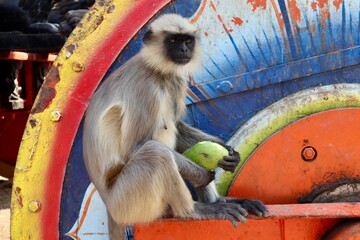 インド　ハンピのサル