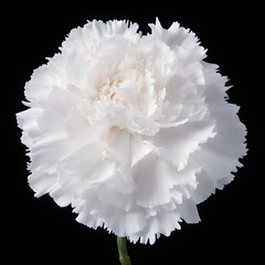 White carnation