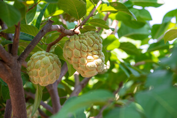 Custard apple tropical exotic fruit. Sugar Apple, Annona, sweetsop. growing on a branch tree