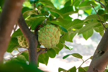 Custard apple tropical exotic fruit. Sugar Apple, Annona, sweetsop. growing on a branch tree