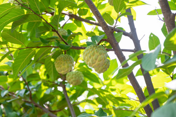 Custard apple tropical exotic fruit. Sugar Apple, Annona, sweetsop. growing on a branch tree
